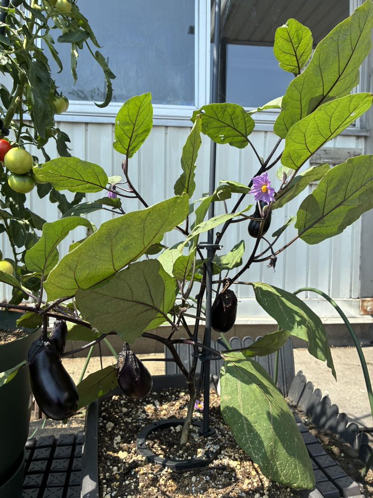 eggplants eggplants