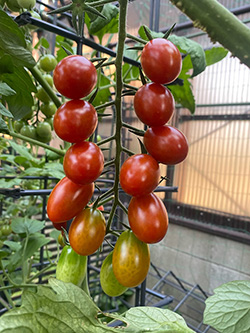 mini tomato 250 mini tomato 250